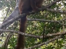 Madagascar 2018