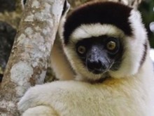 Madagascar 2018
