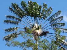 Madagascar