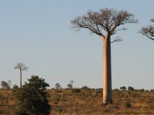Madagascar