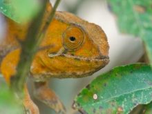 Madagascar