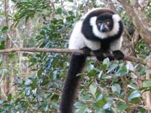 Madagascar
