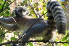 Madagascar