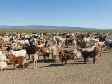 Mongolia