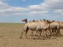 Mongolia