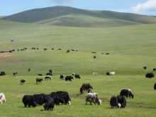 Mongolia
