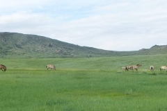 Mongolia