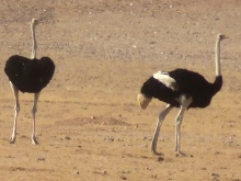 Namibia