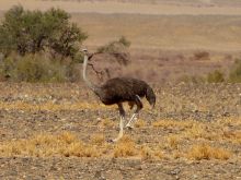 Namibia
