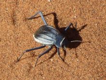 Namibia