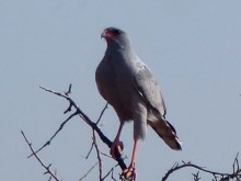 Namibia