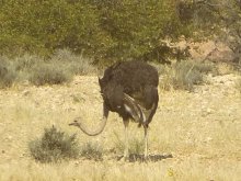 Namibia