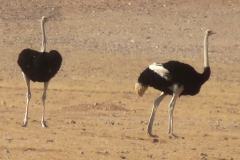 Namibia
