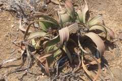 Namibia