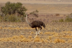 Namibia