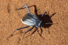 Namibia