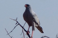 Namibia