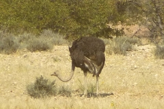 Namibia