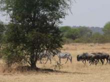 Tanzania