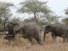 Tanzania