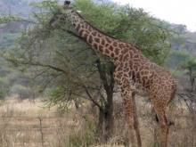 Tanzania