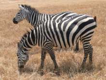 Tanzania