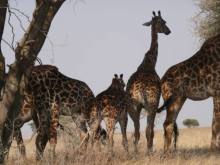 Tanzania