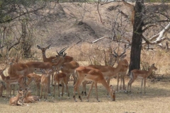 Tanzania