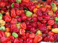 Sicilia
