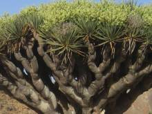 Socotra