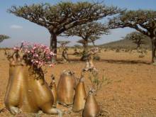 Socotra
