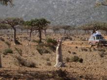 Socotra