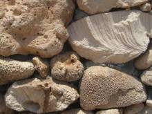 Socotra