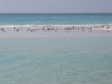 Socotra