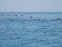 Socotra