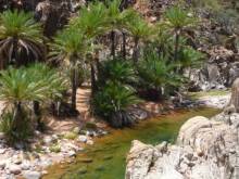 Socotra