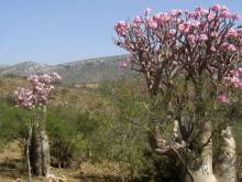 Socotra