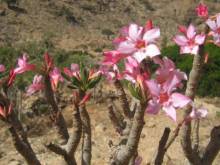 Socotra