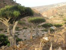 Socotra