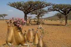 Socotra