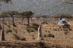 Socotra