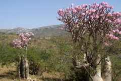 Socotra