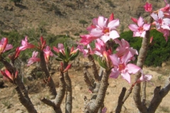 Socotra