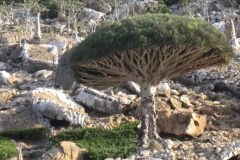 Socotra