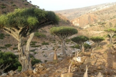 Socotra