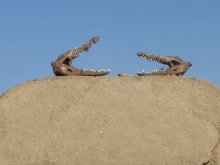 Sudan
