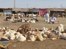 Sudan