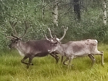 Svezia