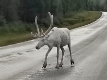 Svezia