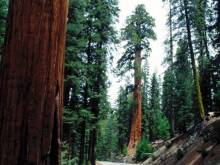 California